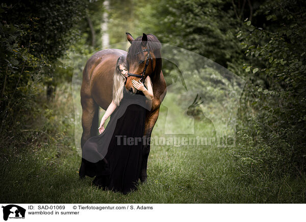 Warmblut im Sommer / warmblood in summer / SAD-01069