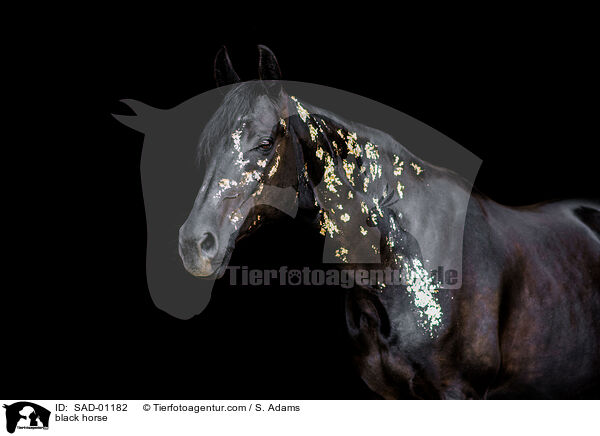 Rappe / black horse / SAD-01182