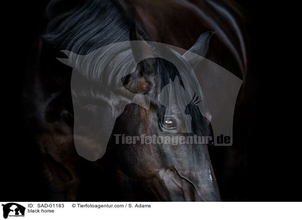 Rappe / black horse / SAD-01183