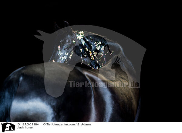 Rappe / black horse / SAD-01184