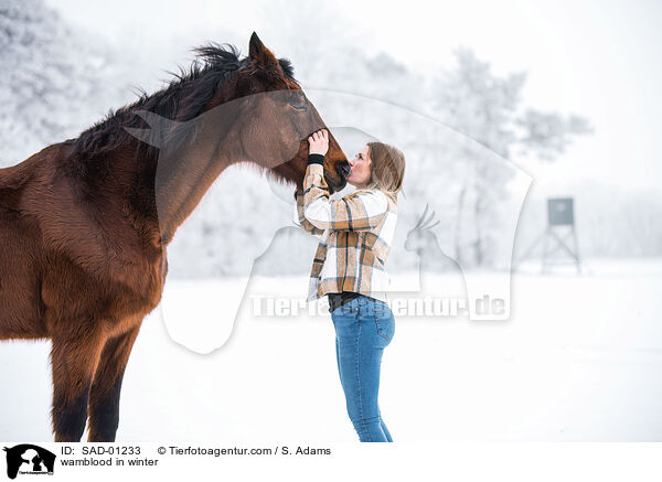 Warmblut im Winter / wamblood in winter / SAD-01233