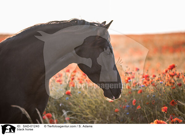 Rappe / black horse / SAD-01240