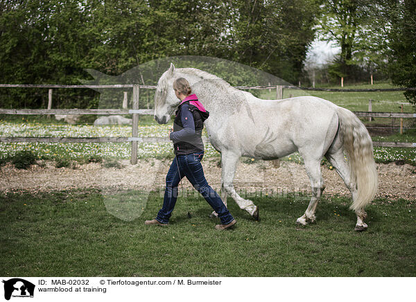 Warmblut bei der Bodenarbeit / warmblood at training / MAB-02032