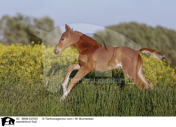 Warmblut Fohlen / warmblood foal / MAB-02050