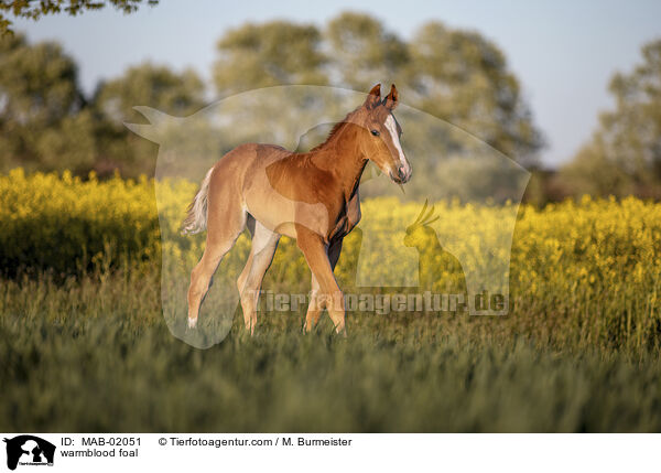 Warmblut Fohlen / warmblood foal / MAB-02051
