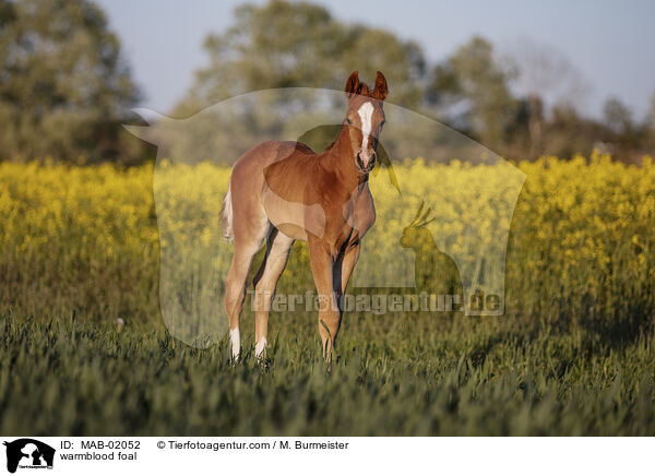 warmblood foal / MAB-02052