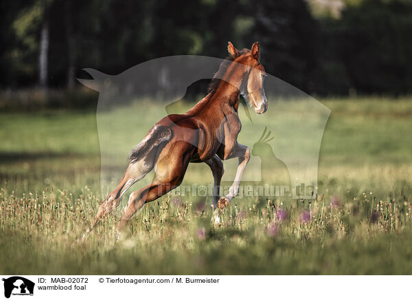 Warmblut Fohlen / warmblood foal / MAB-02072