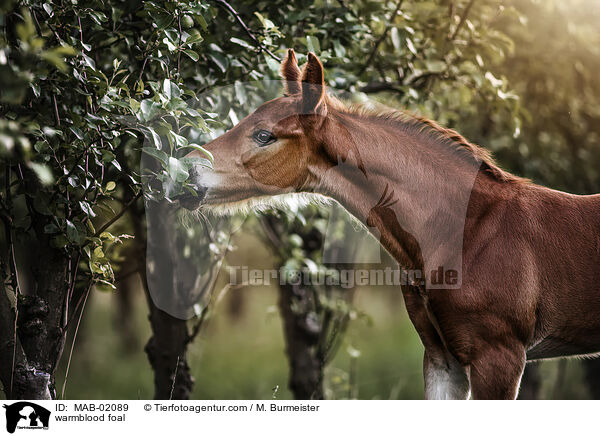 Warmblut Fohlen / warmblood foal / MAB-02089