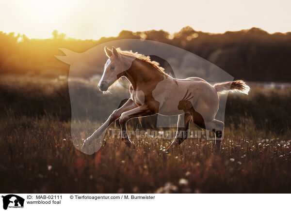 Warmblut Fohlen / warmblood foal / MAB-02111