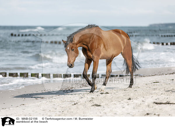 Warmblut am Strand / wamblood at the beach / MAB-02156