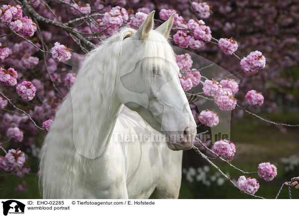 Warmblut Portrait / warmblood portrait / EHO-02285