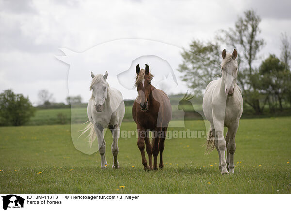 Pferdeherde / herds of horses / JM-11313