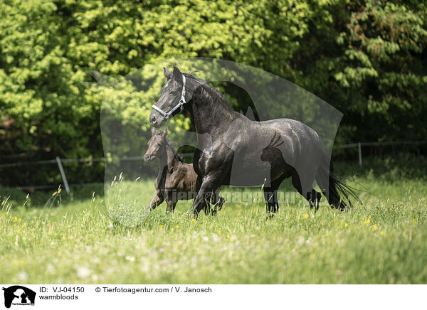 Warmblter / warmbloods / VJ-04150
