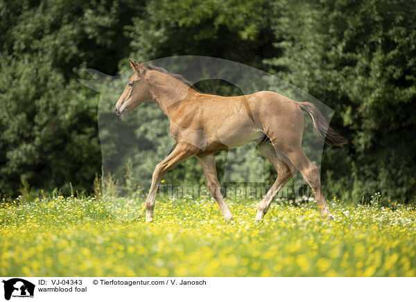 warmblood foal / VJ-04343
