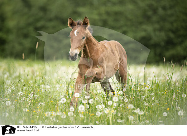 Warmblut Fohlen / warmblood foal / VJ-04425