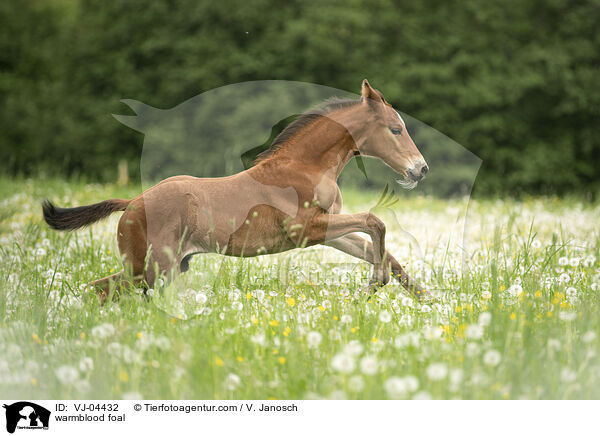 Warmblut Fohlen / warmblood foal / VJ-04432