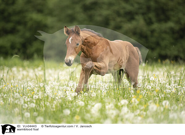 Warmblut Fohlen / warmblood foal / VJ-04443