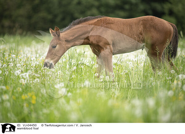 Warmblut Fohlen / warmblood foal / VJ-04450