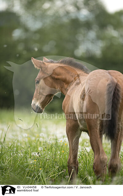 Warmblut Fohlen / warmblood foal / VJ-04458