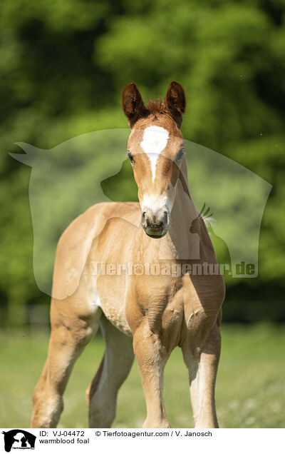 Warmblut Fohlen / warmblood foal / VJ-04472