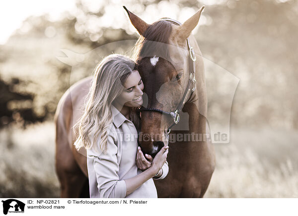 Warmblut Stute / warmblood mare / NP-02821
