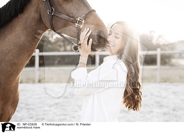 Warmblut Stute / warmblood mare / NP-02826