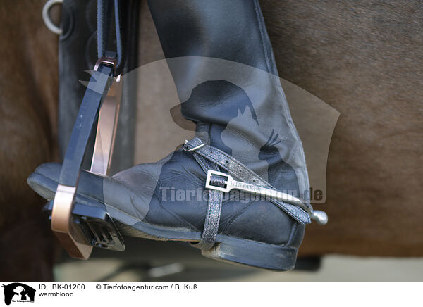 warmblood / BK-01200