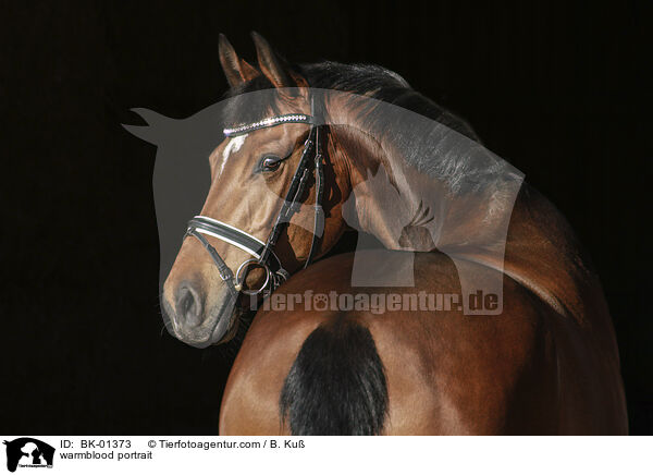 Warmblut Portrait / warmblood portrait / BK-01373