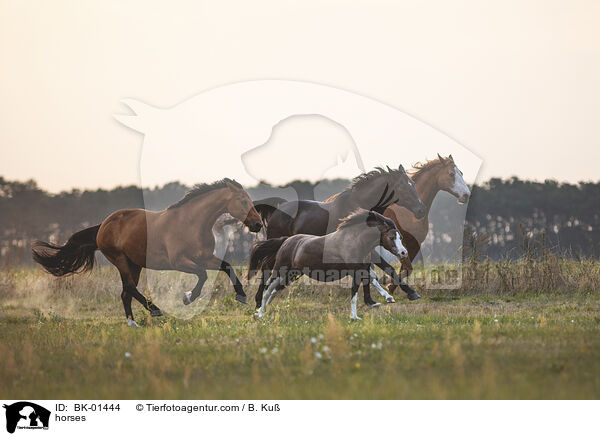 Pferde / horses / BK-01444