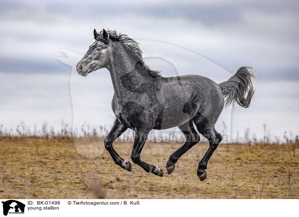 young stallion / BK-01498