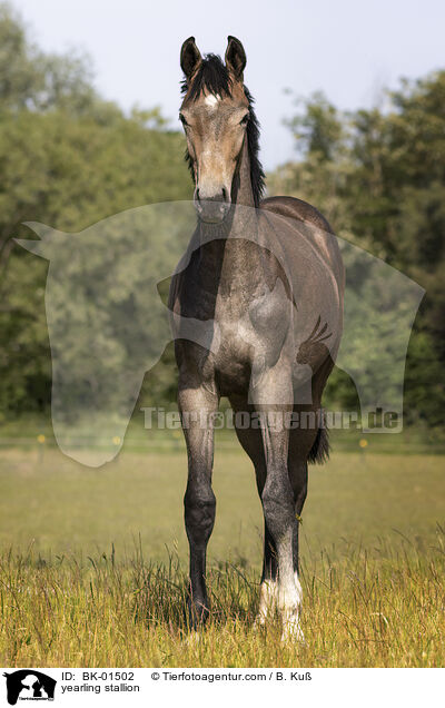 yearling stallion / BK-01502