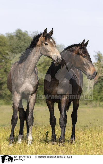 Jhrlinge / yearlings / BK-01506