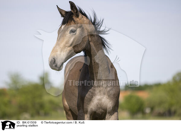 yearling stallion / BK-01509