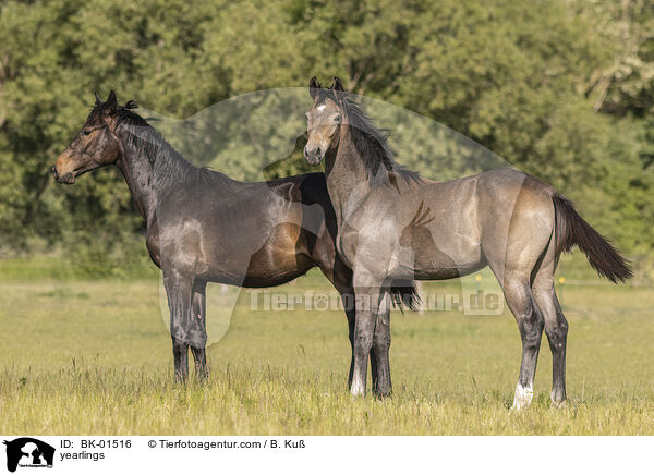 Jhrlinge / yearlings / BK-01516