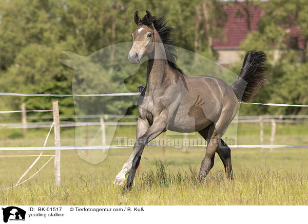 Jhrlingshengst / yearling stallion / BK-01517