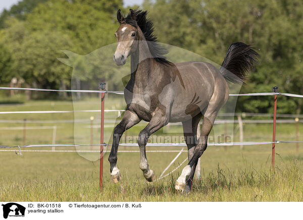 Jhrlingshengst / yearling stallion / BK-01518