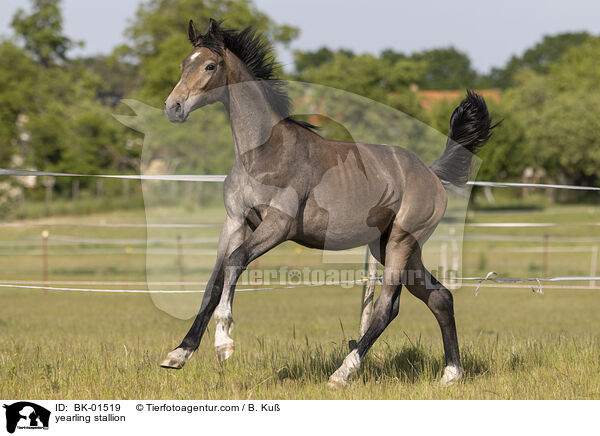 Jhrlingshengst / yearling stallion / BK-01519