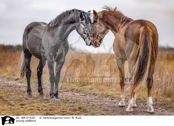 Junghengste / young stallions / BK-01520