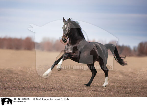 Warmblut / warmblood / BK-01695