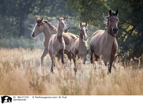 Warmblter / warmbloods / BK-01732