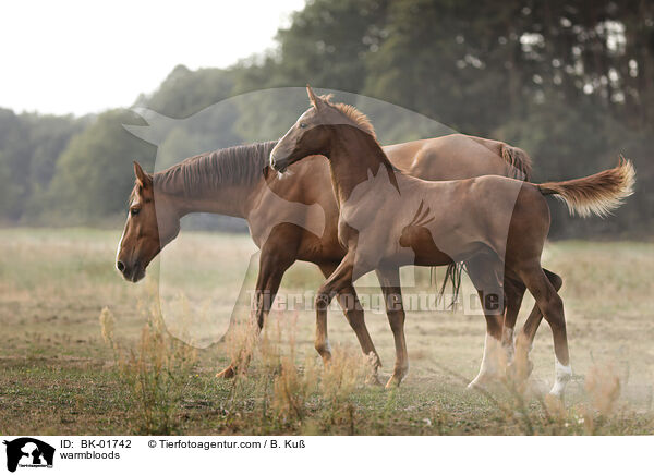 Warmblter / warmbloods / BK-01742