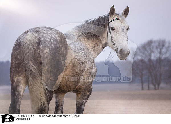 Warmblut / warmblood / BK-01755