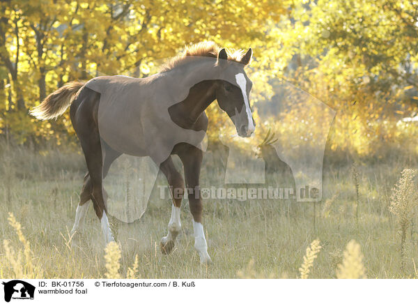 Warmblut Fohlen / warmblood foal / BK-01756