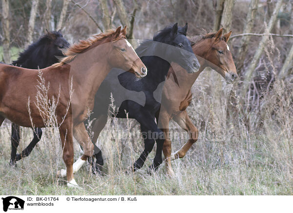 Warmblter / warmbloods / BK-01764