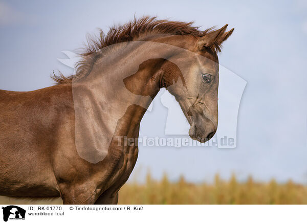 Warmblut Fohlen / warmblood foal / BK-01770