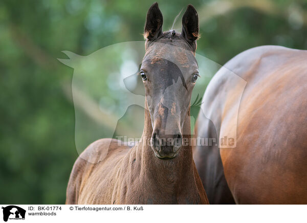Warmblter / warmbloods / BK-01774