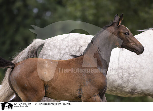 Warmblter / warmbloods / BK-01779