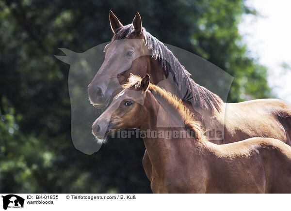 Warmblter / warmbloods / BK-01835