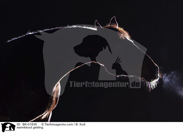 Warmblut Wallach / warmblood gelding / BK-01836