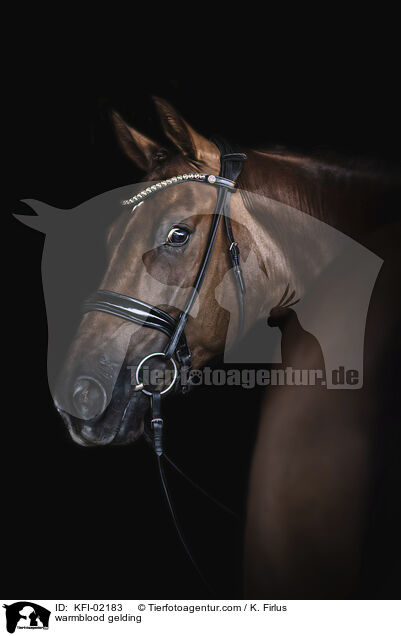 Warmblut Wallach / warmblood gelding / KFI-02183